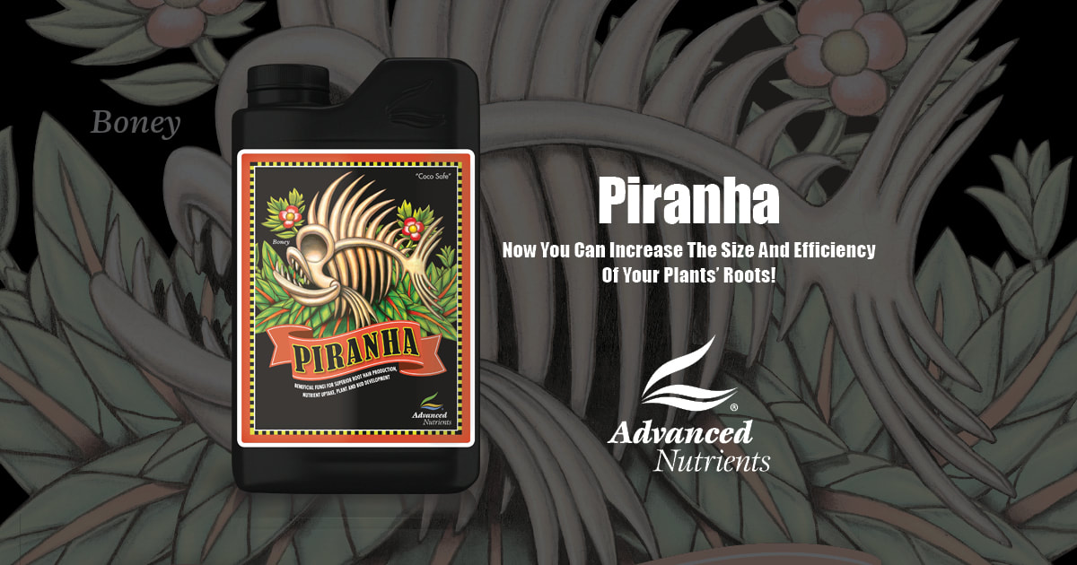Piranha Growth Chart